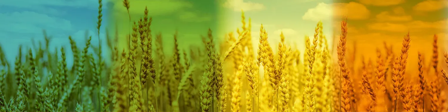 Explore WheattCollection Shop Ideas