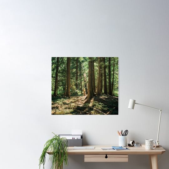 Discover 삼나무 - 몬타나 포스터