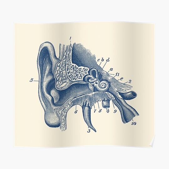 Discover Human Inner Ear Anatomy Diagram Premium Matte Vertical Poster