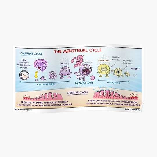 Discover The Menstrual Cycle Premium Matte Vertical Poster