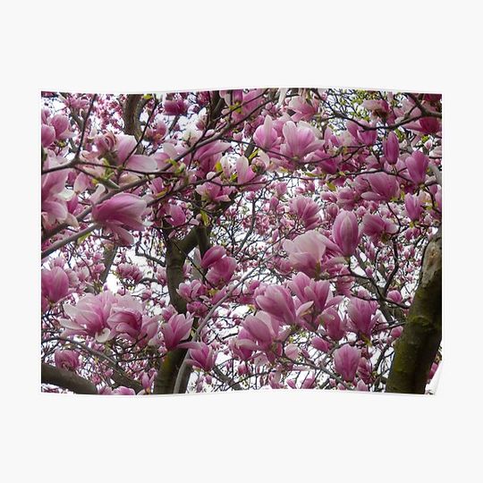 Discover Under The Tulip Tree Premium Matte Vertical Poster
