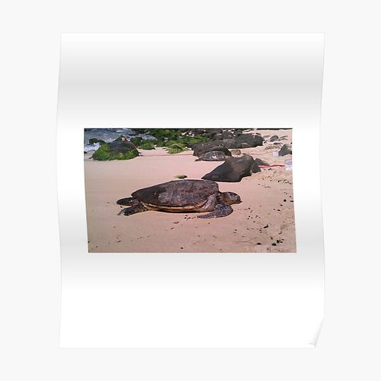 Discover Sea Turtles Premium Matte Vertical Poster