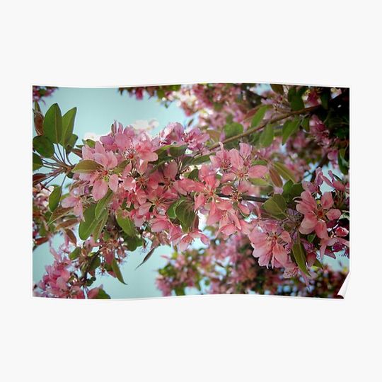 Discover Pink Cherry Blossoms Premium Matte Vertical Poster