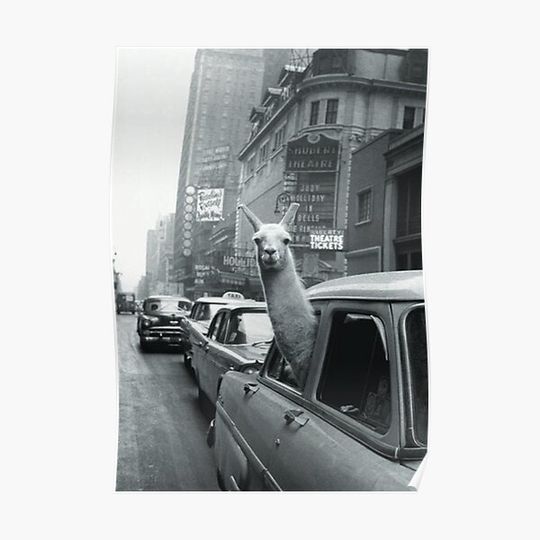 Discover Llama in NYC Premium Matte Vertical Poster