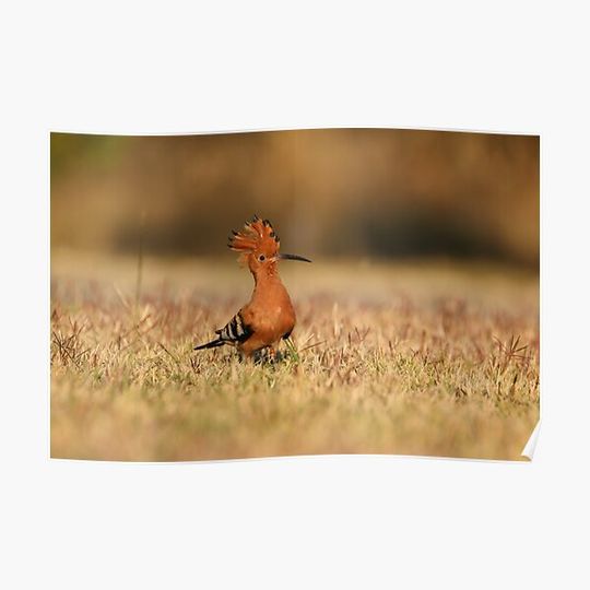 Discover African Hoopoo Premium Matte Vertical Poster