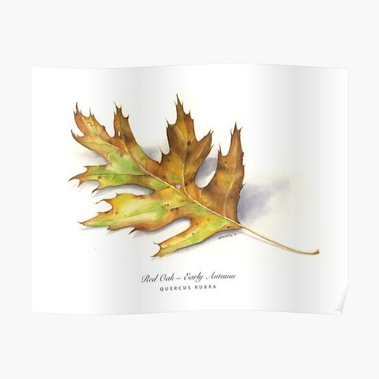 Discover Early Autumn Oak Premium Matte Vertical Poster