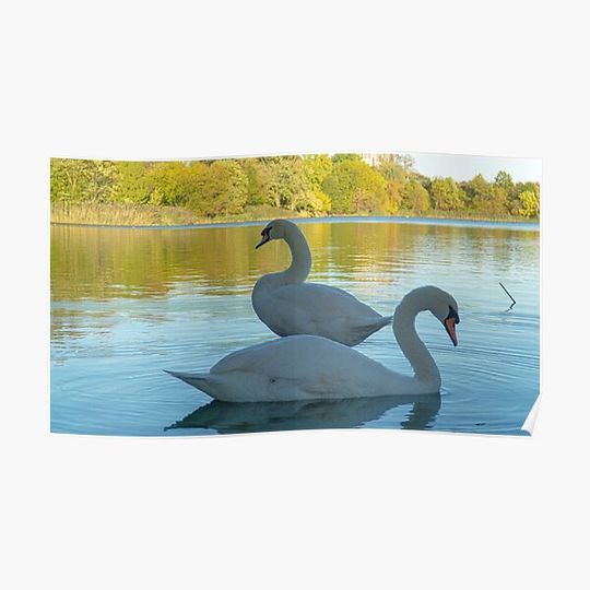 Discover River Swans Premium Matte Vertical Poster