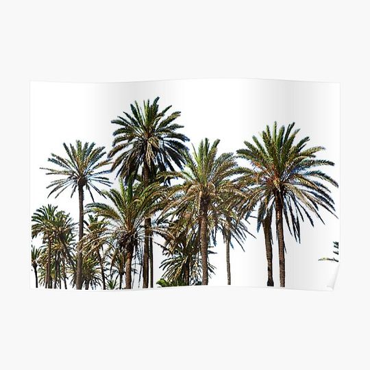 Discover palm Premium Matte Vertical Poster