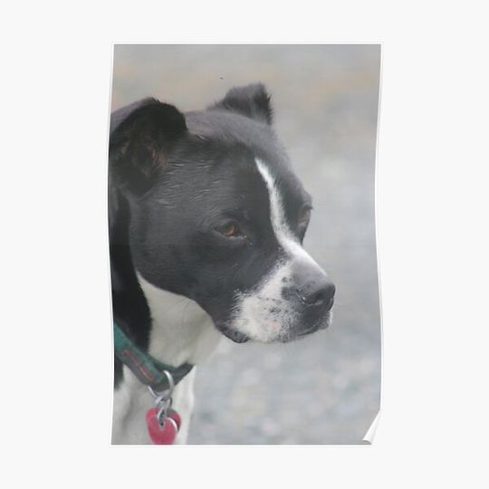 Discover Bowser the dog Premium Matte Vertical Poster
