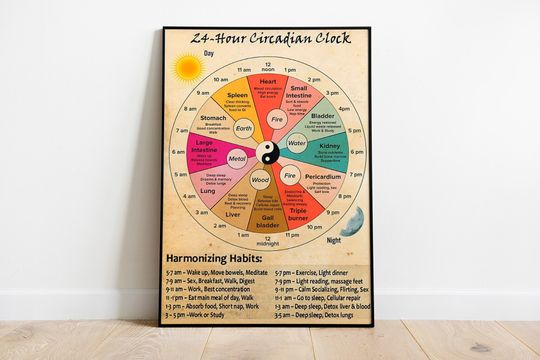 Discover 24 Hour Circadian Clock Poster, Organ Clock Poster, Knowledge Poster
