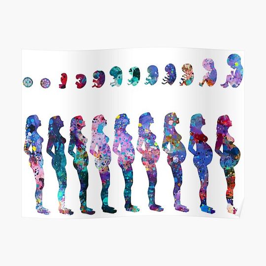Discover Pregnancy Stages Premium Matte Vertical Poster