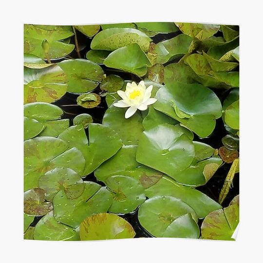 Discover Bright Lilypads with Waterlily Premium Matte Vertical Poster