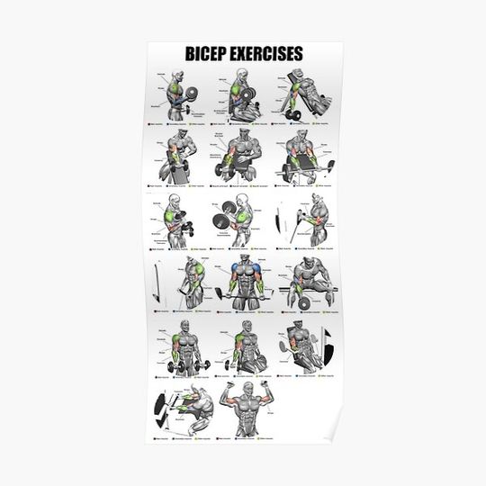 Discover Bicep Exercises Premium Matte Vertical Poster
