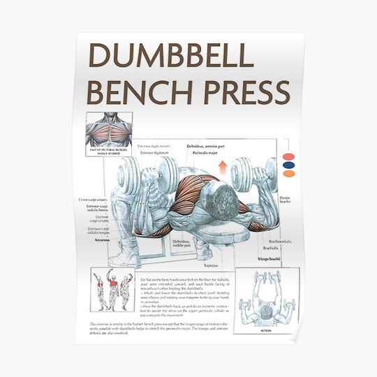 Discover Dumbbell Bench Press - Exercise Diagram Premium Matte Vertical Poster