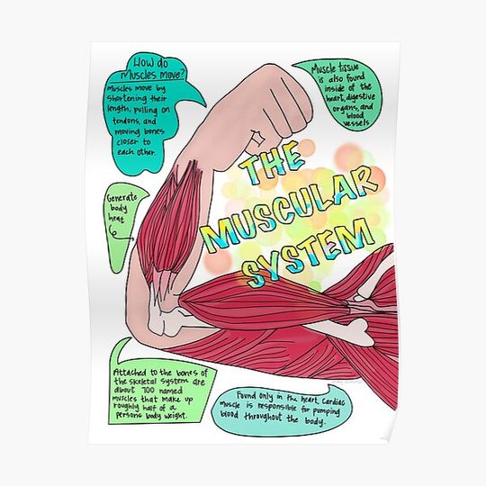 Discover Muscular System Premium Matte Vertical Poster