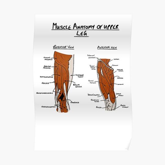 Discover Anatomy of upper leg muscles Premium Matte Vertical Poster