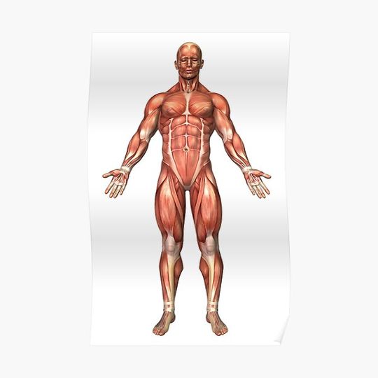 Discover Anatomy of male muscular system, front view. Premium Matte Vertical Poster