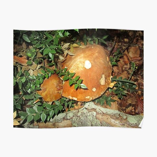 Discover Boletus aestivalis 1 Premium Matte Vertical Poster
