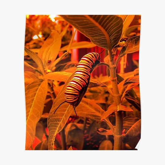 Discover monarch caterpillar (orange) Premium Matte Vertical Poster