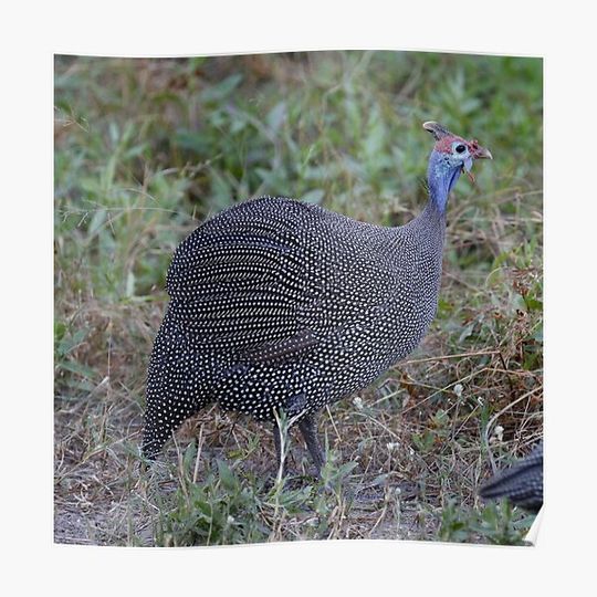 Discover Helmeted Guinea Fowl Premium Matte Vertical Poster
