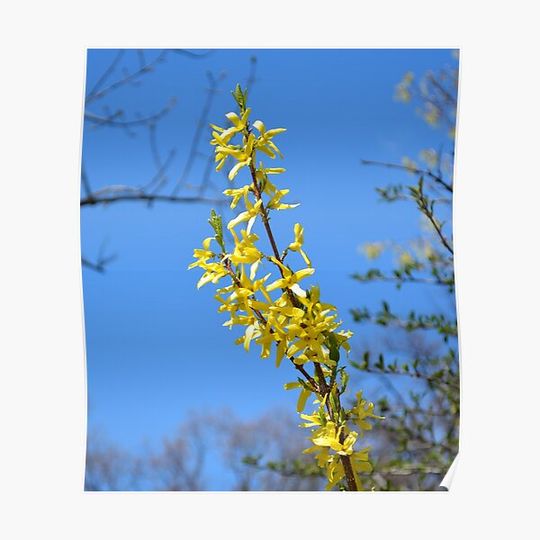 Discover Forsythia in bloom Premium Matte Vertical Poster