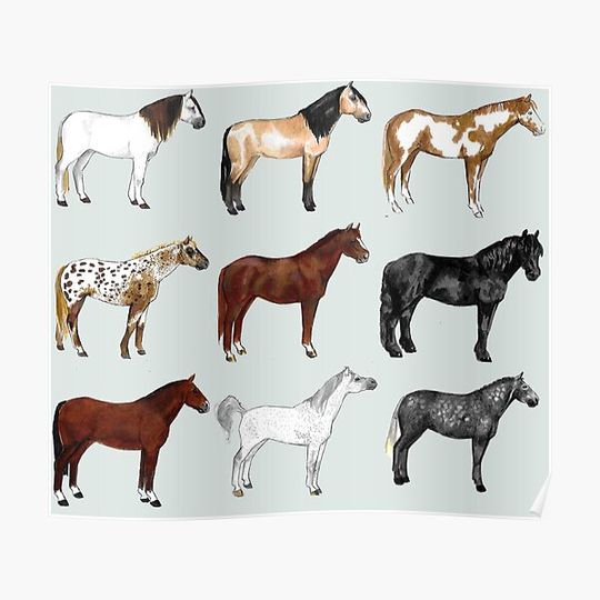 Discover Horses Premium Matte Vertical Poster