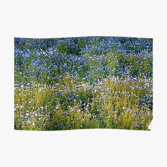 Discover Forget me Not Blue Scorpion Grass Flower Premium Matte Vertical Poster