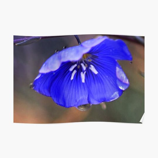 Discover Blue Flax Umbrella Premium Matte Vertical Poster