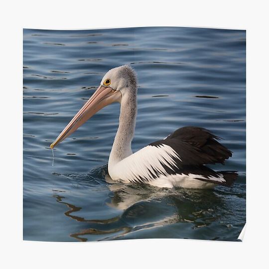 Discover Pelican Pelican Premium Matte Vertical Poster