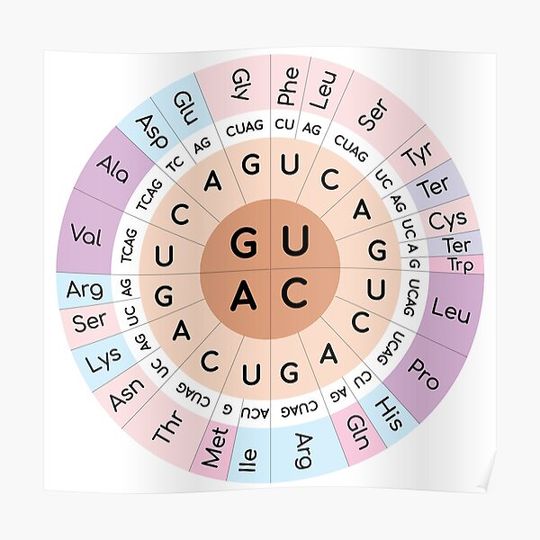 Discover Codon chart Premium Matte Vertical Poster