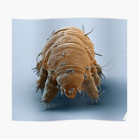 Discover Water Bear or Tardigrade Premium Matte Vertical Poster