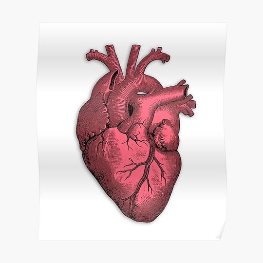 Discover Vintage Anatomical Heart Illustration Premium Matte Vertical Poster