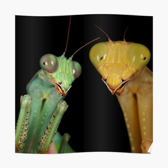 Discover male and female side by side. Premium Matte Vertical Poster