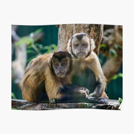 Discover Tufted Capuchin Monkeys Premium Matte Vertical Poster
