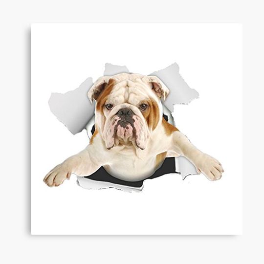 Discover Cute English Bulldog Gift Canvas