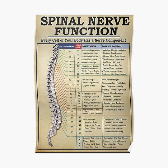 Discover Spinal Nerve Function Poster Premium Matte Vertical Poster