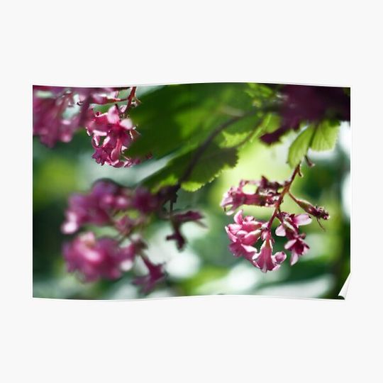 Discover Spring blooms Premium Matte Vertical Poster