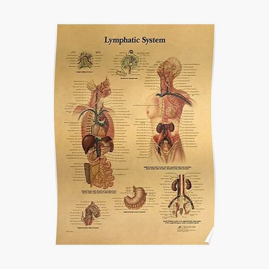 Discover Human Anatomy Lymphatic System Premium Matte Vertical Poster