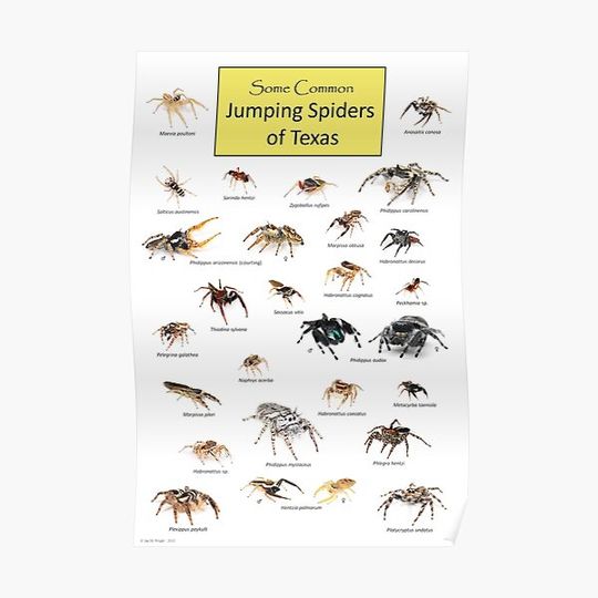 Discover Common Jumping Spiders of Texas Poster Premium Matte Vertical Poster