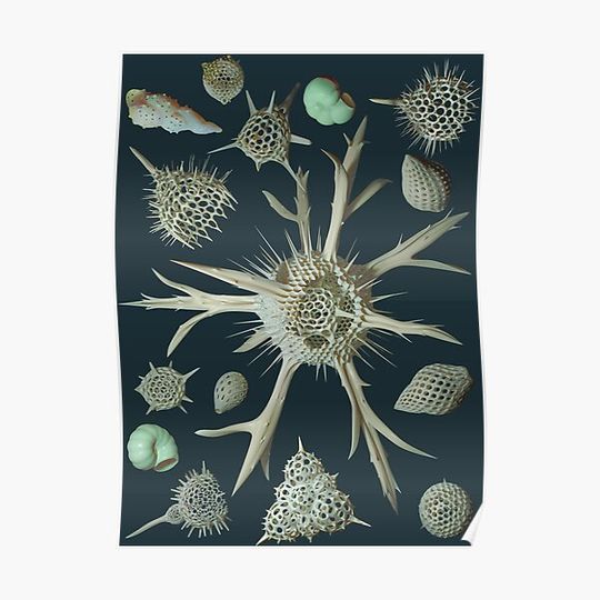 Discover Radiolaria & Foraminifera Premium Matte Vertical Poster