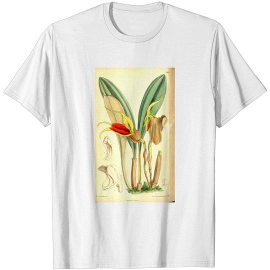 Discover Masdevallia Elephanticeps Curtis' 128 (Ser. 3 No. T Shirt