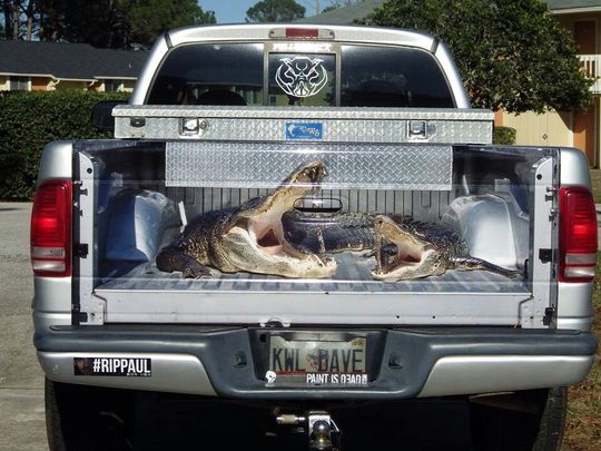 Discover Crocodile Tailgate Wrap, Humour Alligator Truck Decal