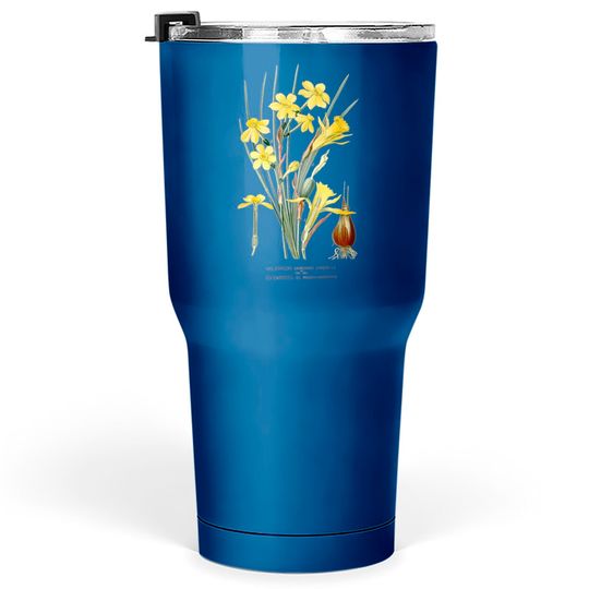 Discover Daffodil Flower botanical Narcissus Pseudonarcissus Tumblers 30 oz