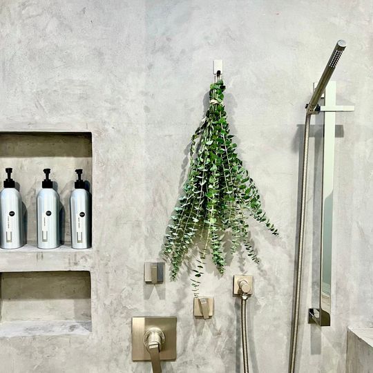 Discover Fresh Eucalyptus Shower Bundle, Fresh Eucalyptus Plant