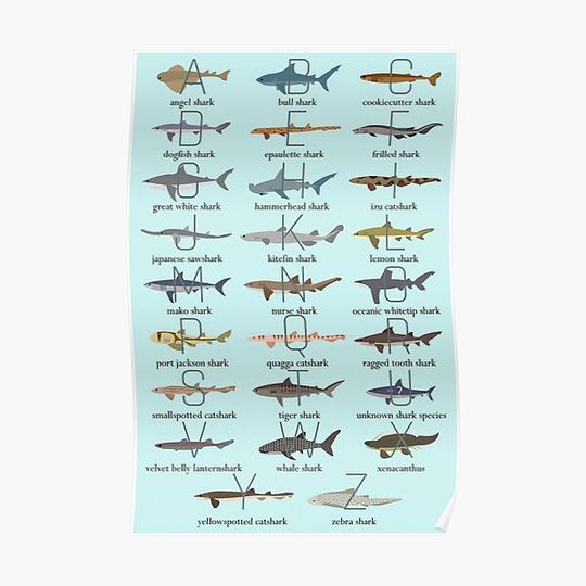 Discover Shark Alphabet Premium Matte Vertical Poster