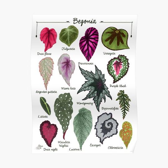 Discover Begonia leaves species varieties art print botanical illustration Premium Matte Vertical Poster