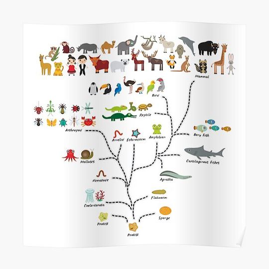 Discover Evolution scale from unicellular organism to mammals. Evolution in biology, scheme Premium Matte Vertical Poster