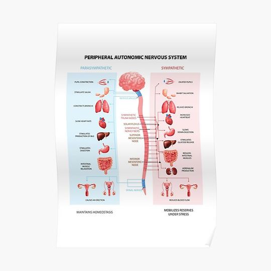 Discover Peripheral Autonomic Nervous System Premium Matte Vertical Poster