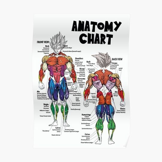 Discover Goku Muscle Chart - Anatomy Diagram - Anime Gym Motivational Premium Matte Vertical Poster