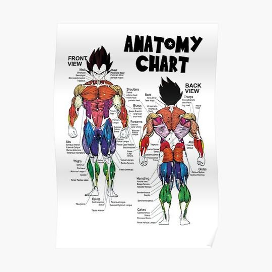 Discover Vegeta Muscle Chart - Anatomy Diagram - Anime Gym Motivational Premium Matte Vertical Poster